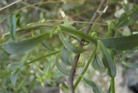 2007-04-12-041-Antirrhinum