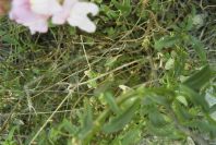 2007-04-12-042-Antirrhinum