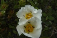 2007-04-12-043-Cistus-White