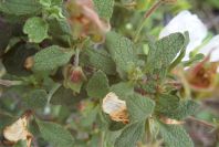 2007-04-12-044-Cistus-White