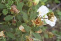 2007-04-12-045-Cistus-White