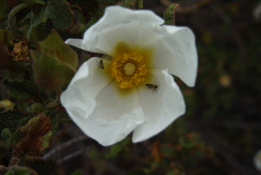 2007-04-12-046-Cistus-White