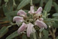 2007-04-12-047-Phlomis-Purple