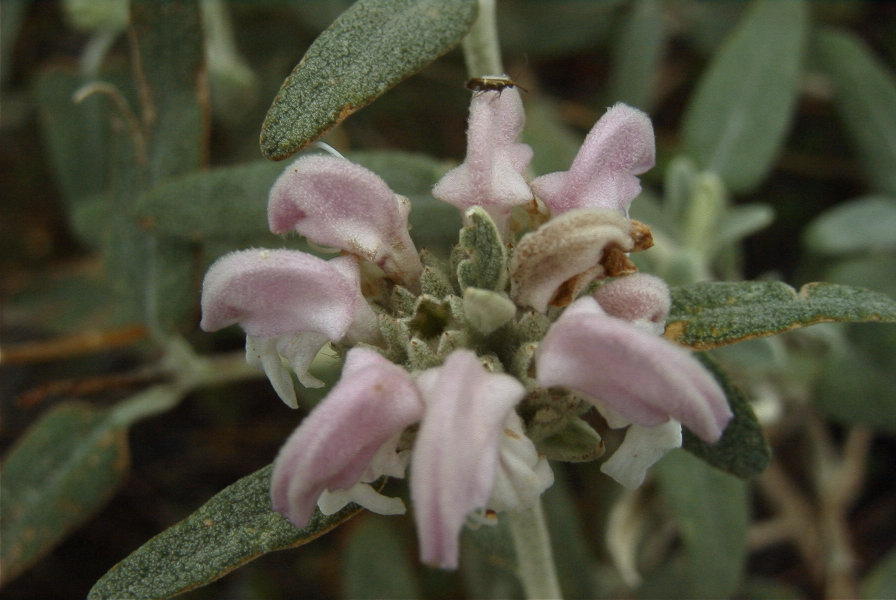 2007-04-12-047-Phlomis-Purple