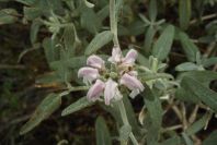 2007-04-12-048-Phlomis-Purple