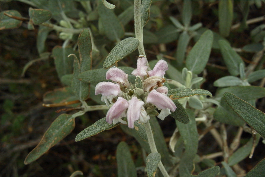 2007-04-12-048-Phlomis-Purple