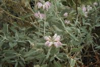 2007-04-12-049-Phlomis-Purple
