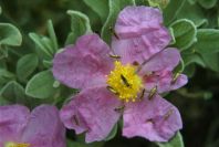 2007-04-12-050-Cistus-Pink