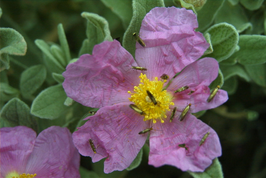 2007-04-12-050-Cistus-Pink