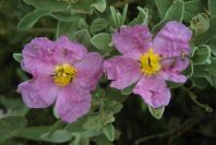 2007-04-12-051-Cistus-Pink