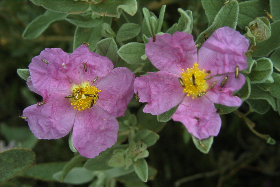 2007-04-12-051-Cistus-Pink