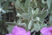 2007-04-12-052-Cistus-Pink