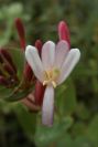 2007-04-12-053-Honeysuckle