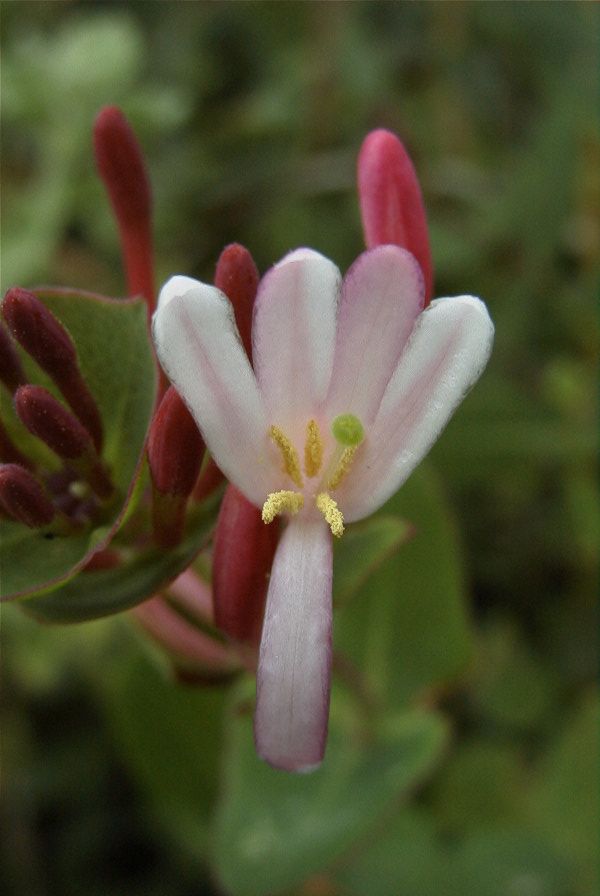 2007-04-12-053-Honeysuckle