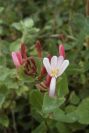 2007-04-12-054-Honeysuckle