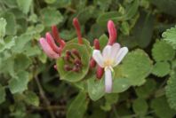 2007-04-12-055-Honeysuckle