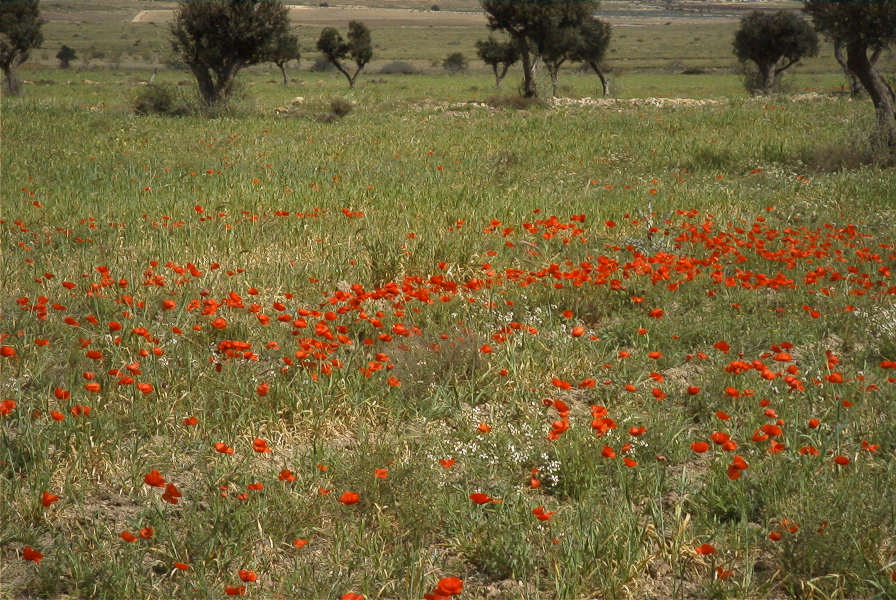 2007-04-13-006-Cabo-de-Gata-Meadow