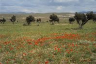2007-04-13-007-Cabo-de-Gata-Meadow