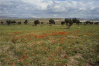 2007-04-13-008-Cabo-de-Gata-Meadow