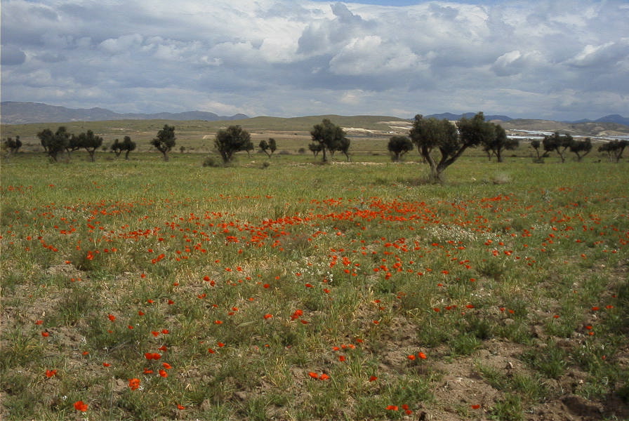2007-04-13-008-Cabo-de-Gata-Meadow