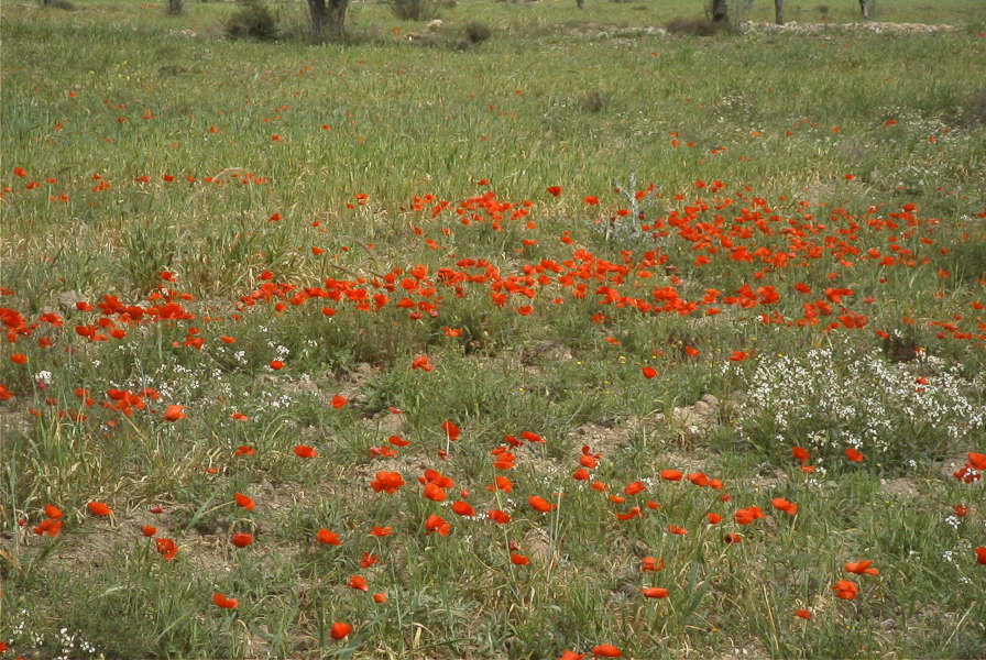 2007-04-13-009-Cabo-de-Gata-Meadow