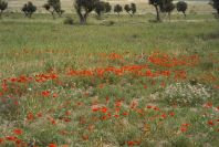 2007-04-13-010-Cabo-de-Gata-Meadow