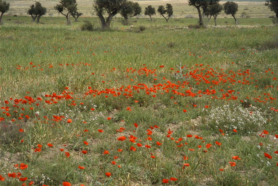 2007-04-13-010-Cabo-de-Gata-Meadow