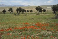2007-04-13-011-Cabo-de-Gata-Meadow