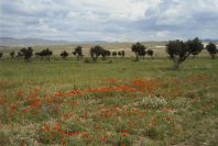 2007-04-13-012-Cabo-de-Gata-Meadow