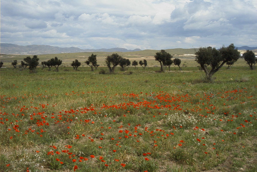 2007-04-13-012-Cabo-de-Gata-Meadow