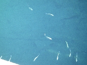 2007-12-25-006-Fish-at-Puerto-Mazarron