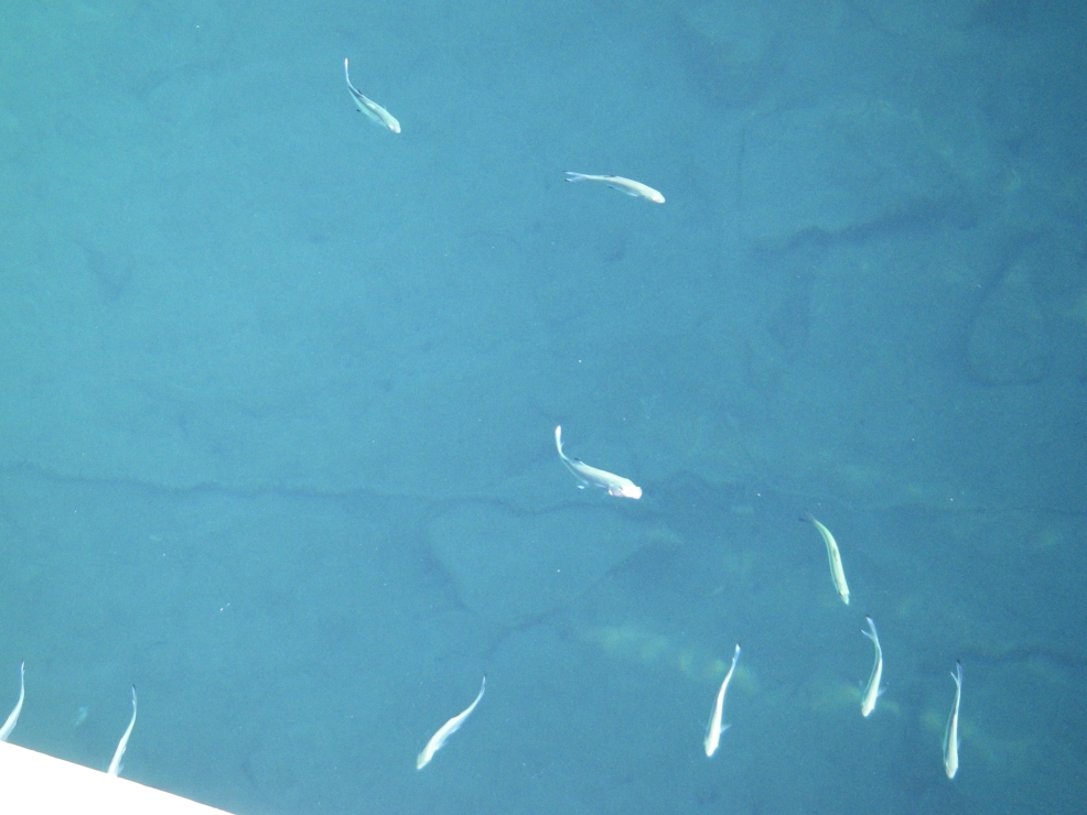 2007-12-25-006-Fish-at-Puerto-Mazarron