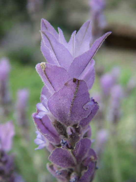 2007-12-24-021-Lavender