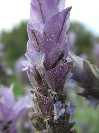 2007-12-24-022-Lavender