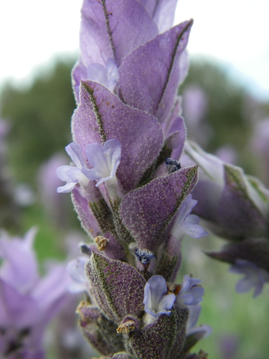 2007-12-24-022-Lavender