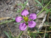 2007-12-24-029-Fagonia