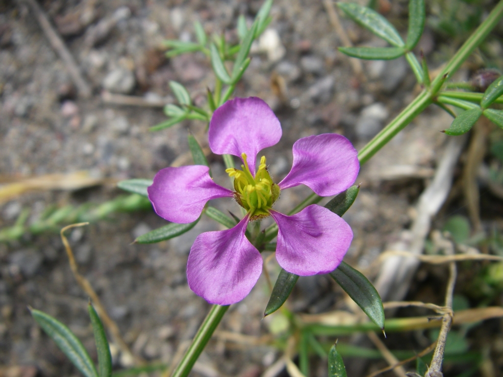 2007-12-24-029-Fagonia