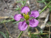 2007-12-24-030-Fagonia