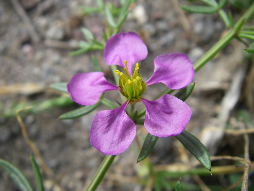 2007-12-24-030-Fagonia