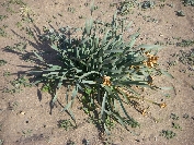 2007-12-24-037-Pancratium-maritimum