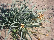 2007-12-24-038-Pancratium-maritimum