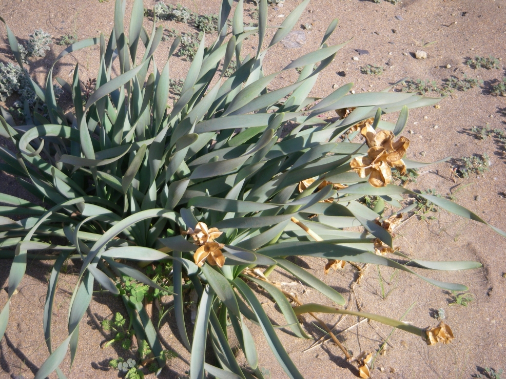 2007-12-24-038-Pancratium-maritimum