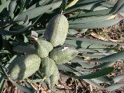 2007-12-24-039-Pancratium-maritimum