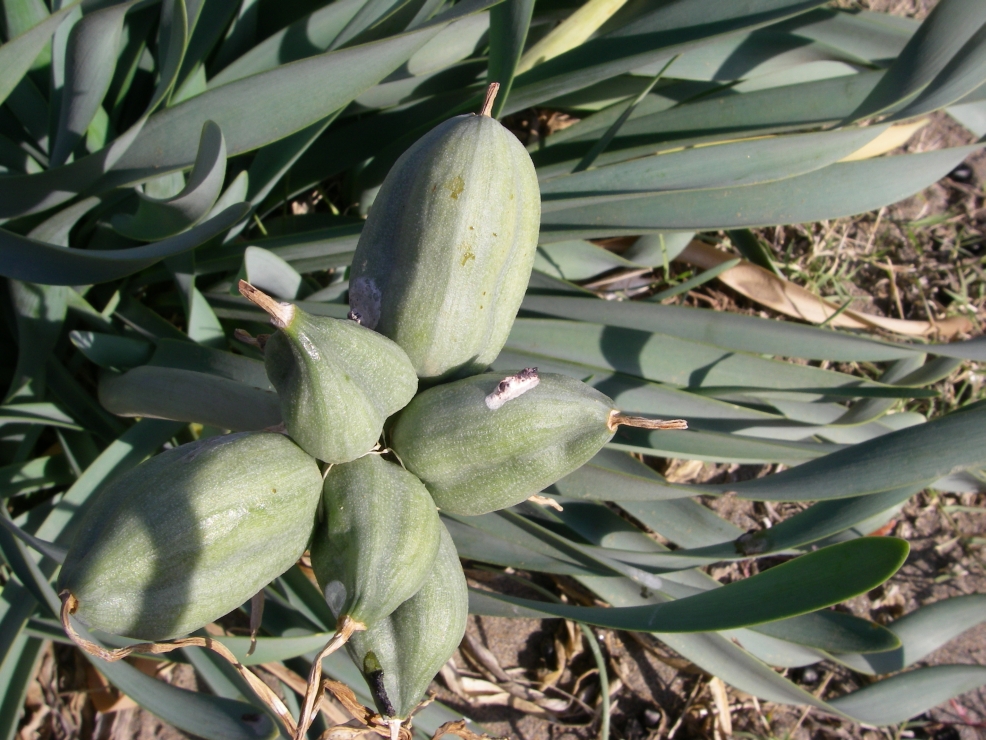 2007-12-24-039-Pancratium-maritimum