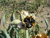 2007-12-24-040-Pancratium-maritimum