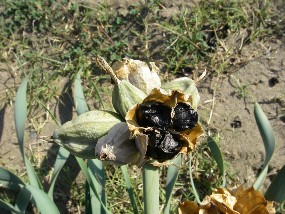 2007-12-24-040-Pancratium-maritimum