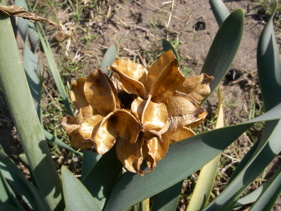 2007-12-24-041-Pancratium-maritimum