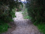 2007-12-26-008-Path