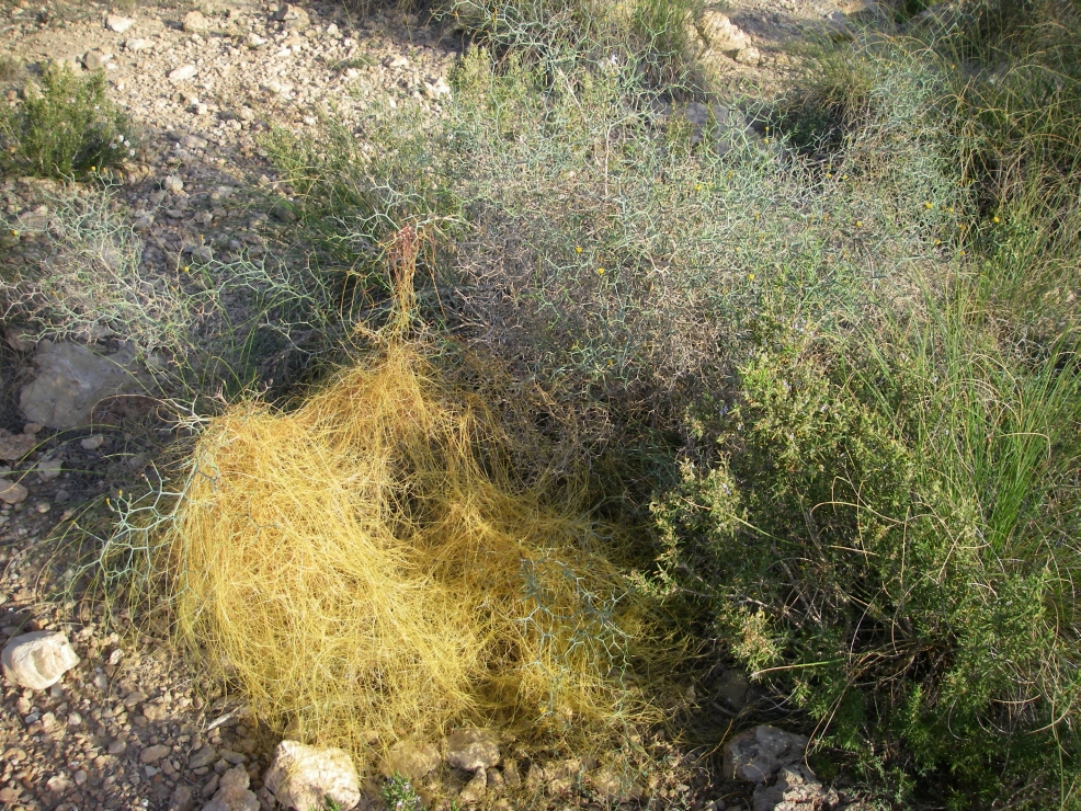 2007-12-26-010-Cuscuta