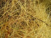2007-12-26-011-Cuscuta